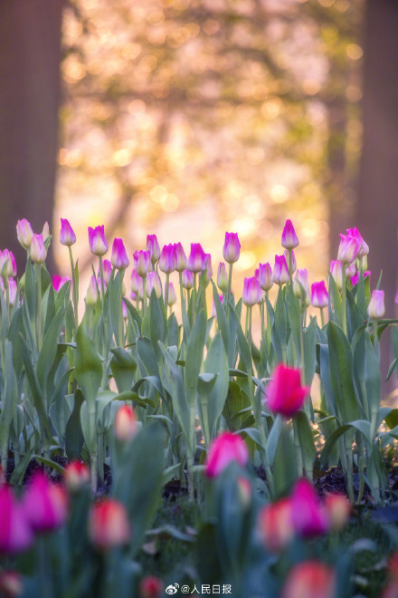 郁金香把春日饱和度拉满了