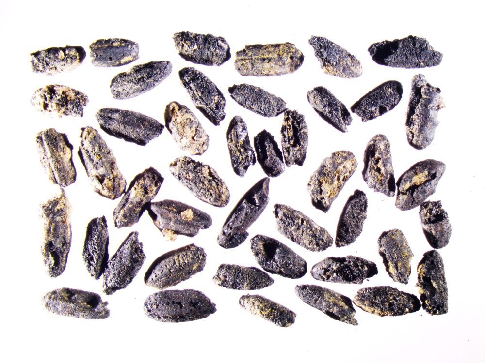 文明探源|下汤遗址:穿越新石器时代的人间烟火 文明探源|下汤遗址:穿越新石器时代的人间烟火