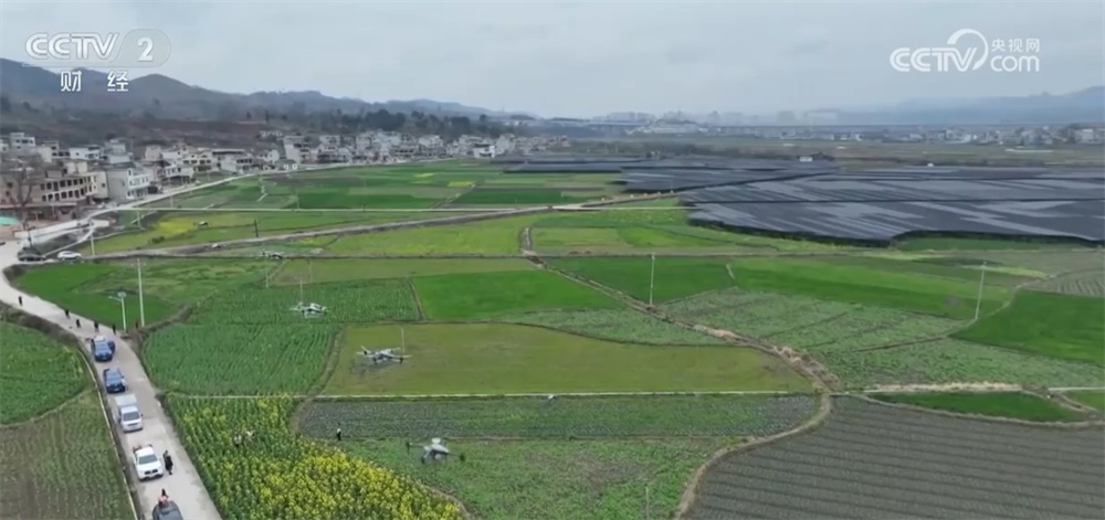 全国冬小麦苗情好于常年 神州大地“丰”景可期