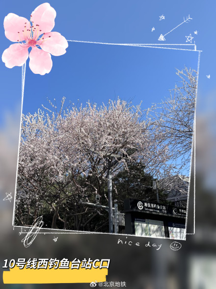 北京地铁口的春日惊喜 北京地铁口的春日惊喜