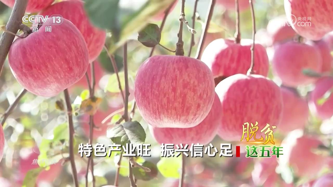 焦点访谈｜产业兴，百业兴！特色产业托起乡村振兴路