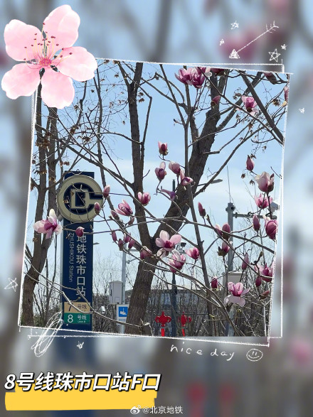 北京地铁口的春日惊喜 北京地铁口的春日惊喜