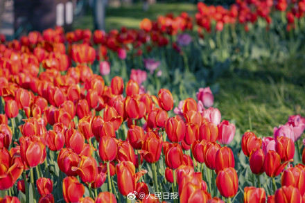 郁金香把春日饱和度拉满了