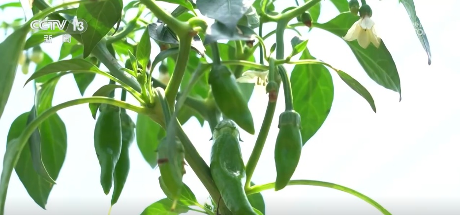 特色产业“多点开花” “小蔬菜”变身乡村振兴“致富菜” 特色产业“多点开花” “小蔬菜”变身乡村振兴“致富菜”