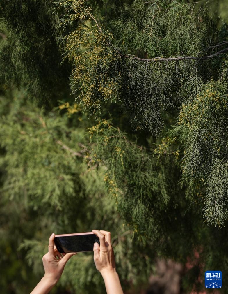 涕泪横流，都是柏树惹的“祸”？