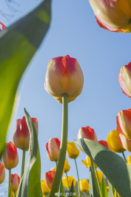 郁金香把春日饱和度拉满了