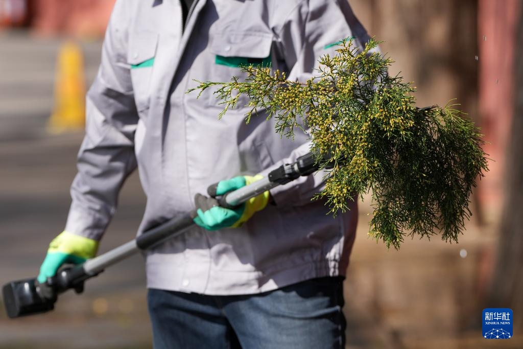 涕泪横流，都是柏树惹的“祸”？