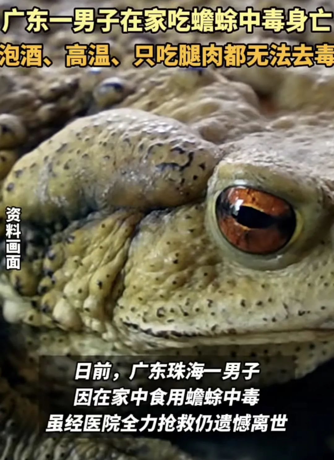 一份癞蛤蟆下肚,男子突发身亡!紧急提醒:含剧毒,无解药 一份癞蛤蟆下肚,男子突发身亡!紧急提醒:含剧毒,无解药