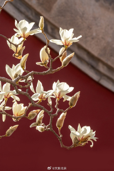 北京天坛公园玉兰花开映红墙