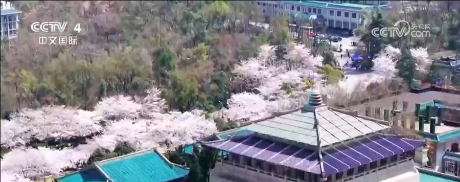 鲜花争艳催热“美丽经济” 多地赏花游带动“春日经济”欣欣向荣 鲜花争艳催热“美丽经济” 多地赏花游带动“春日经济”欣欣向荣