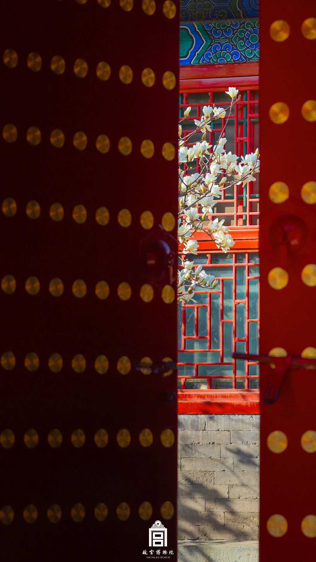 收藏壁纸！有一种美好叫故宫玉兰花开