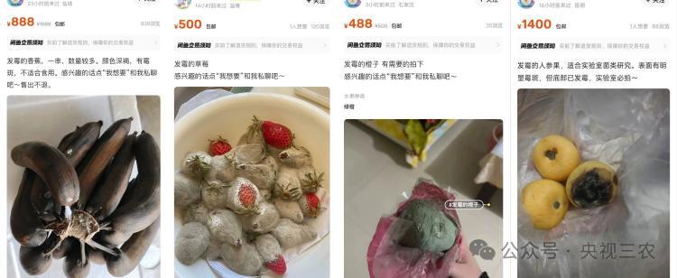 一个发霉橘子卖500元?家里剩的还扔不扔…… 一个发霉橘子卖500元?家里剩的还扔不扔……