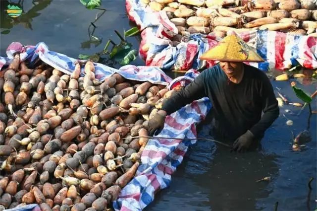 广东每年能“量产”多少小哪吒？