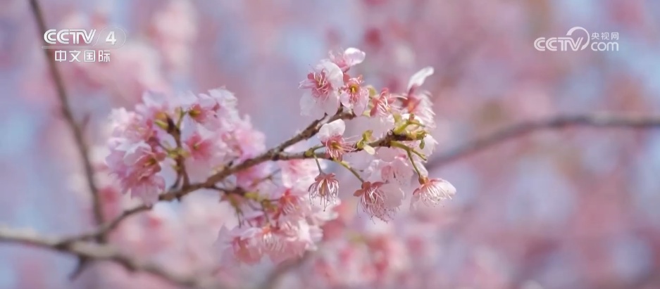 鲜花争艳催热“美丽经济” 多地赏花游带动“春日经济”欣欣向荣 鲜花争艳催热“美丽经济” 多地赏花游带动“春日经济”欣欣向荣