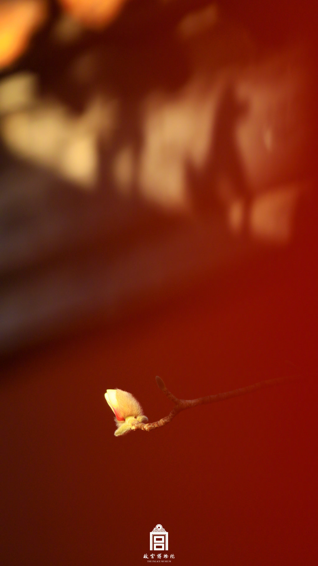 收藏壁纸！有一种美好叫故宫玉兰花开