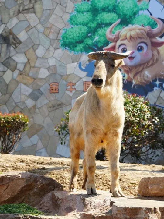 无锡动物园新晋顶流，来了！