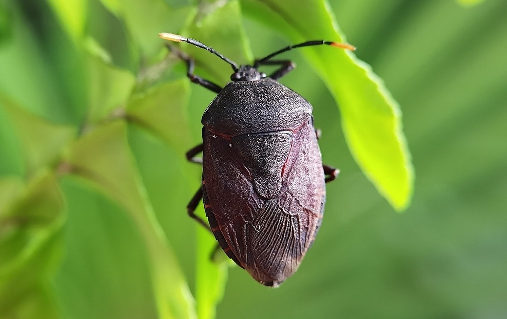 头皮发麻!女子被吓到尖叫…最近又到高峰期!很多人"中招",紧急提醒 头皮发麻!女子被吓到尖叫…最近又到高峰期!很多人"中招",紧急提醒
