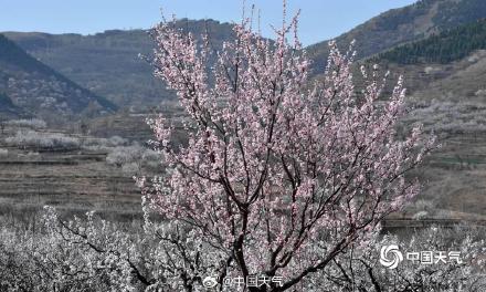 河南汝州春染大地 山杏花灿烂绽放