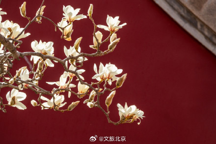 北京天坛公园玉兰花开映红墙