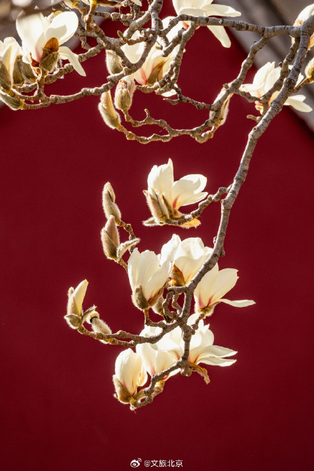 北京天坛公园玉兰花开映红墙