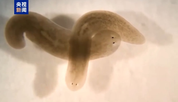 期待！中国空间站将迎新生命体！“虫虫涡啊也要上太空啦~”