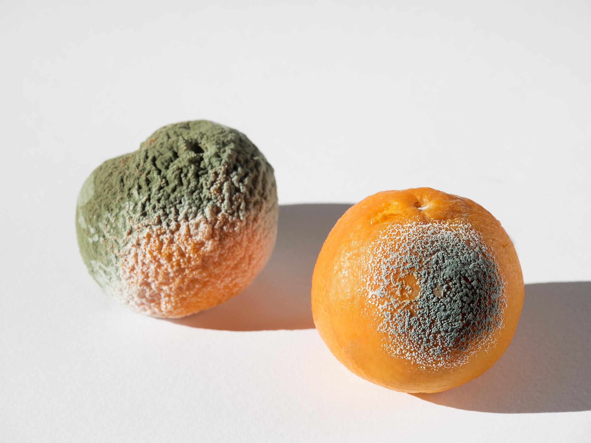 二手平台一个发霉橘子卖500多块,究竟是谁在买? 二手平台一个发霉橘子卖500多块,究竟是谁在买?