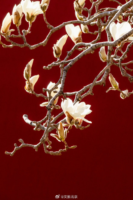 北京天坛公园玉兰花开映红墙