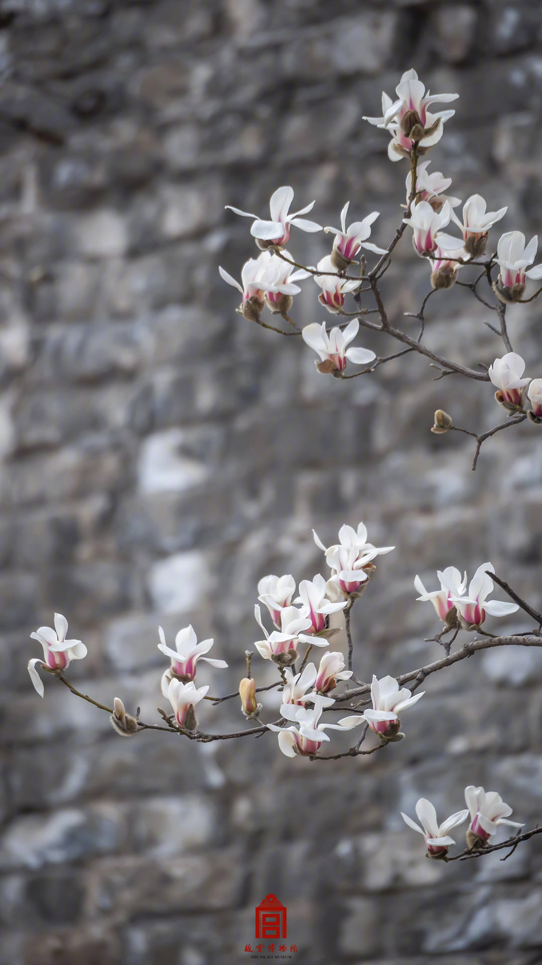 收藏壁纸！有一种美好叫故宫玉兰花开