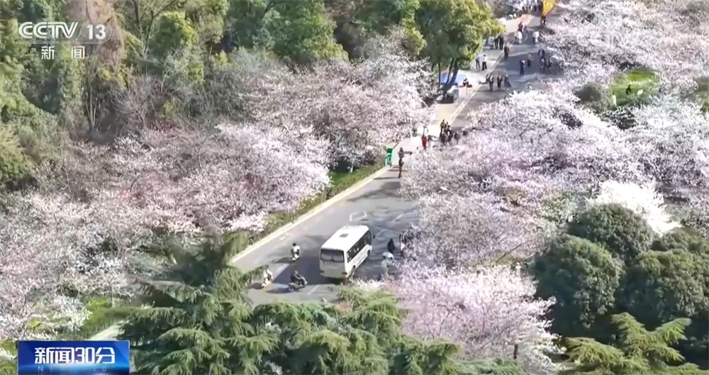 各地陆续迎春季盛花期 “赏花游”澎湃“春日经济”新活力