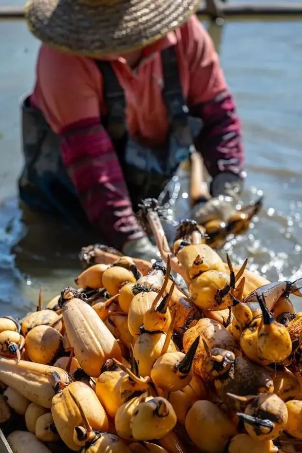 广东每年能“量产”多少小哪吒？