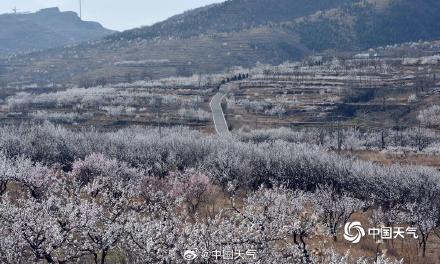 河南汝州春染大地 山杏花灿烂绽放