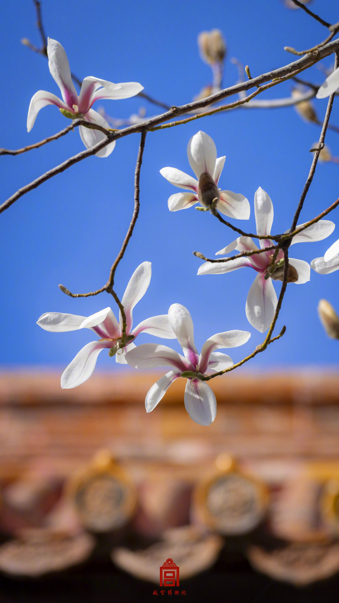 收藏壁纸！有一种美好叫故宫玉兰花开