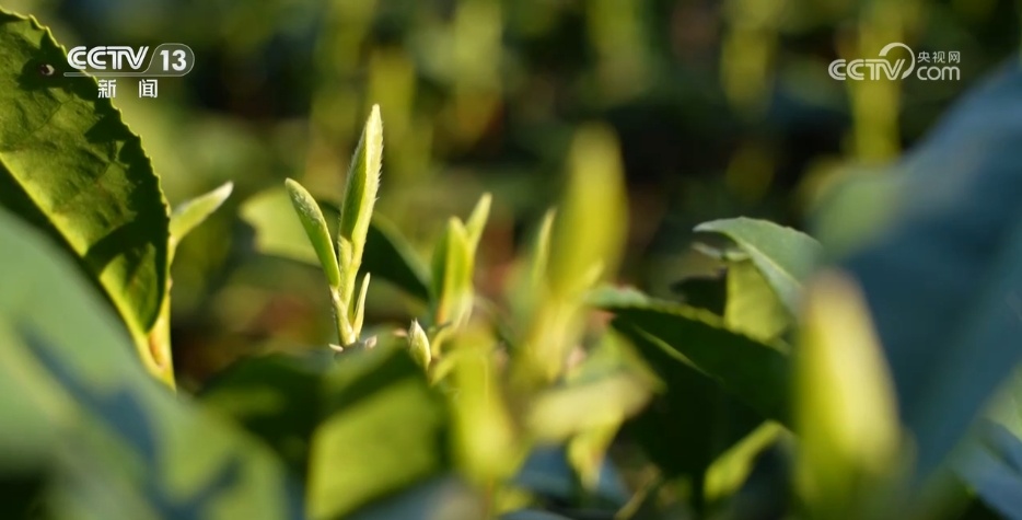 陈超鹏：新茶季的新农人