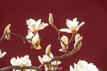 北京天坛公园玉兰花开映红墙