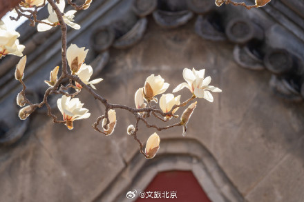 北京天坛公园玉兰花开映红墙