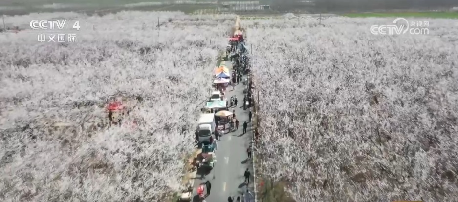 鲜花争艳催热“美丽经济” 多地赏花游带动“春日经济”欣欣向荣 鲜花争艳催热“美丽经济” 多地赏花游带动“春日经济”欣欣向荣