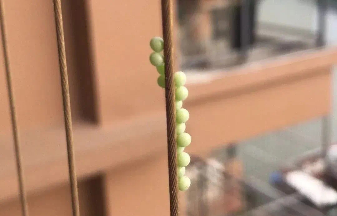 头皮发麻!女子被吓到尖叫…最近又到高峰期!很多人"中招",紧急提醒 头皮发麻!女子被吓到尖叫…最近又到高峰期!很多人"中招",紧急提醒