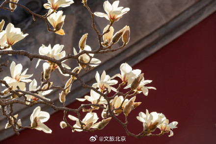 北京天坛公园玉兰花开映红墙