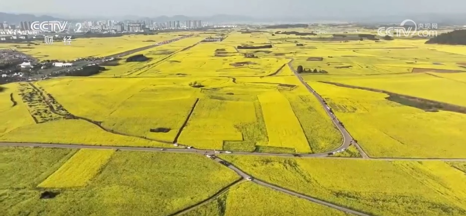 从“春日限定”到“四季长青” “花”文旅融合为乡村振兴“增色添香”