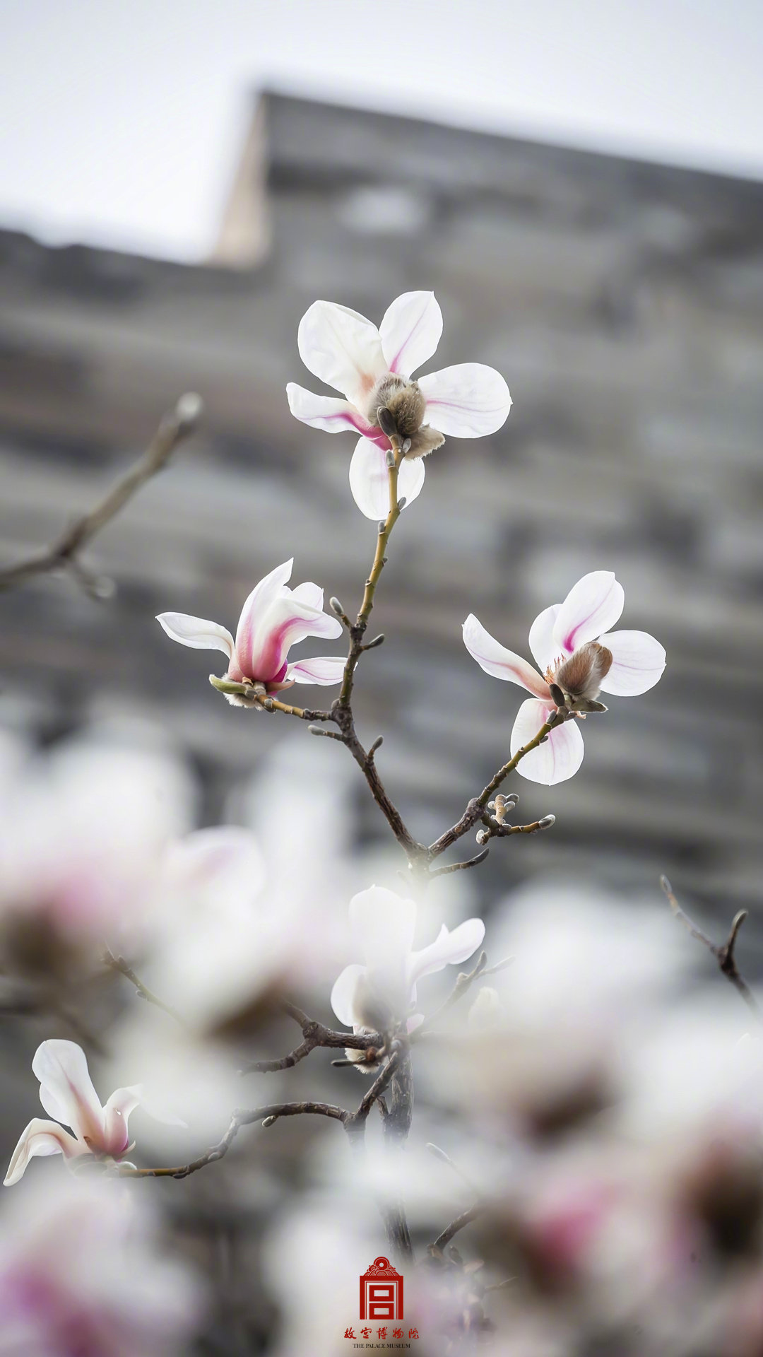 收藏壁纸！有一种美好叫故宫玉兰花开