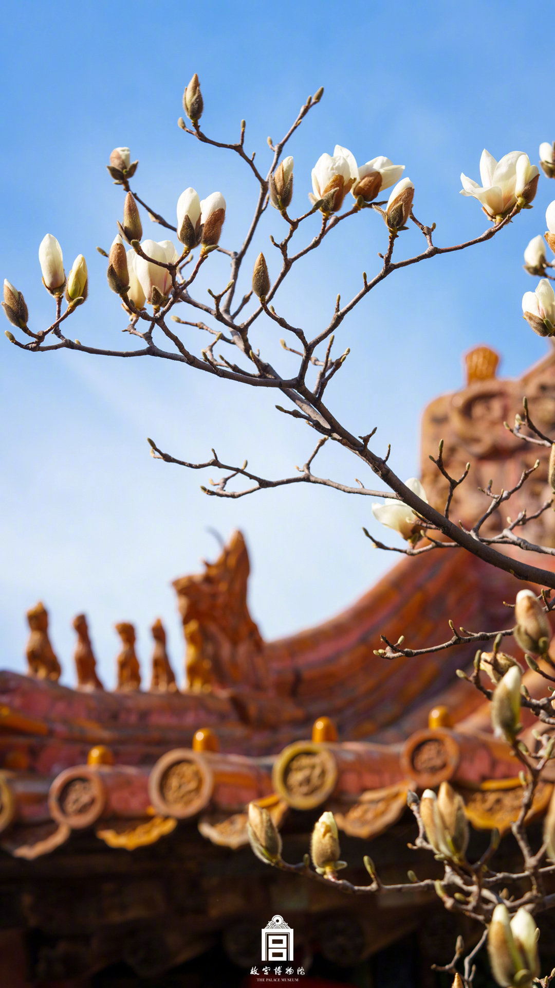 收藏壁纸！有一种美好叫故宫玉兰花开