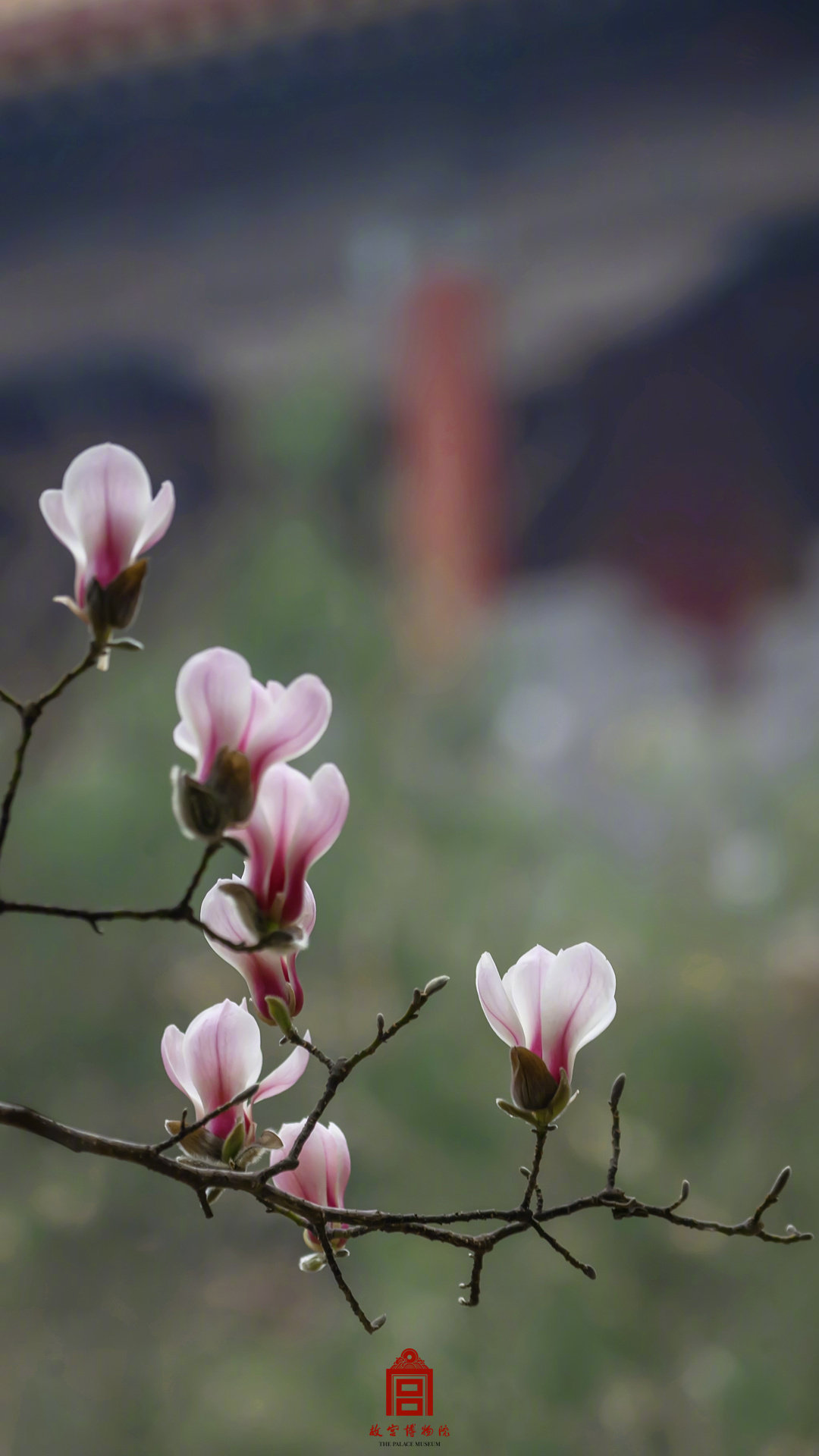 收藏壁纸！有一种美好叫故宫玉兰花开