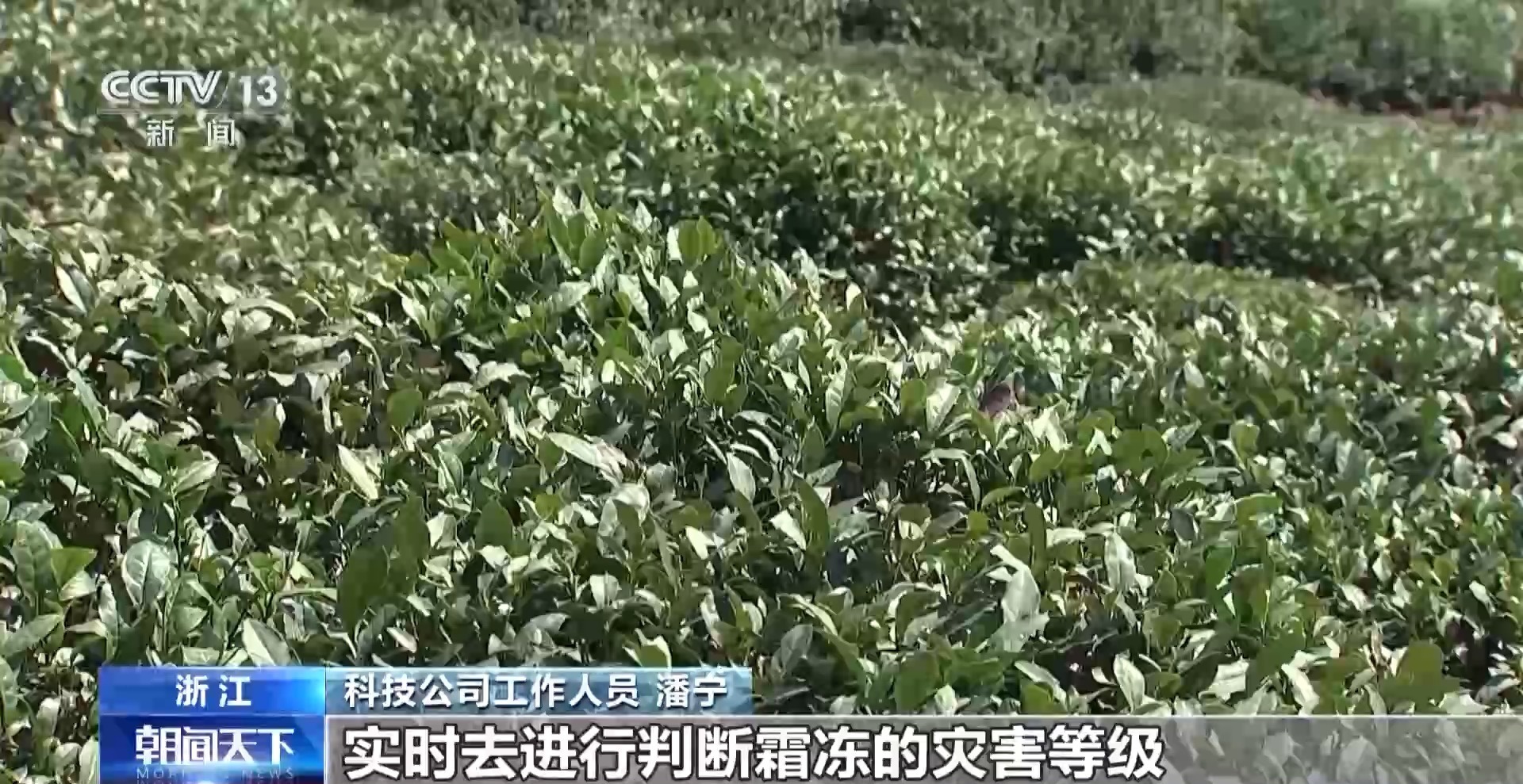 多地春茶开启采摘热潮 茶园“智慧大脑”增添科技范儿