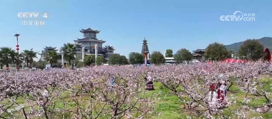 鲜花争艳催热“美丽经济” 多地赏花游带动“春日经济”欣欣向荣 鲜花争艳催热“美丽经济” 多地赏花游带动“春日经济”欣欣向荣