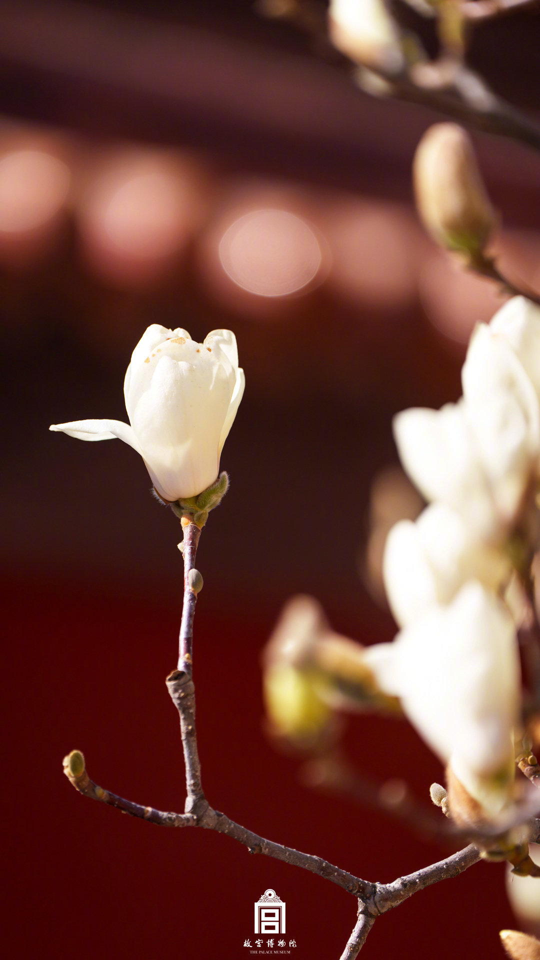 收藏壁纸！有一种美好叫故宫玉兰花开