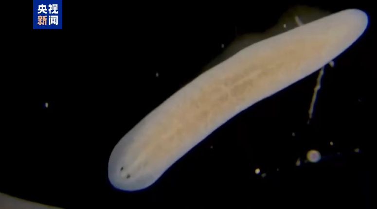 期待！中国空间站将迎新生命体！“虫虫涡啊也要上太空啦~”