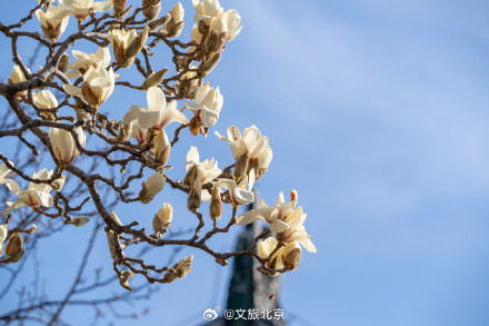 北京天坛公园玉兰花开映红墙