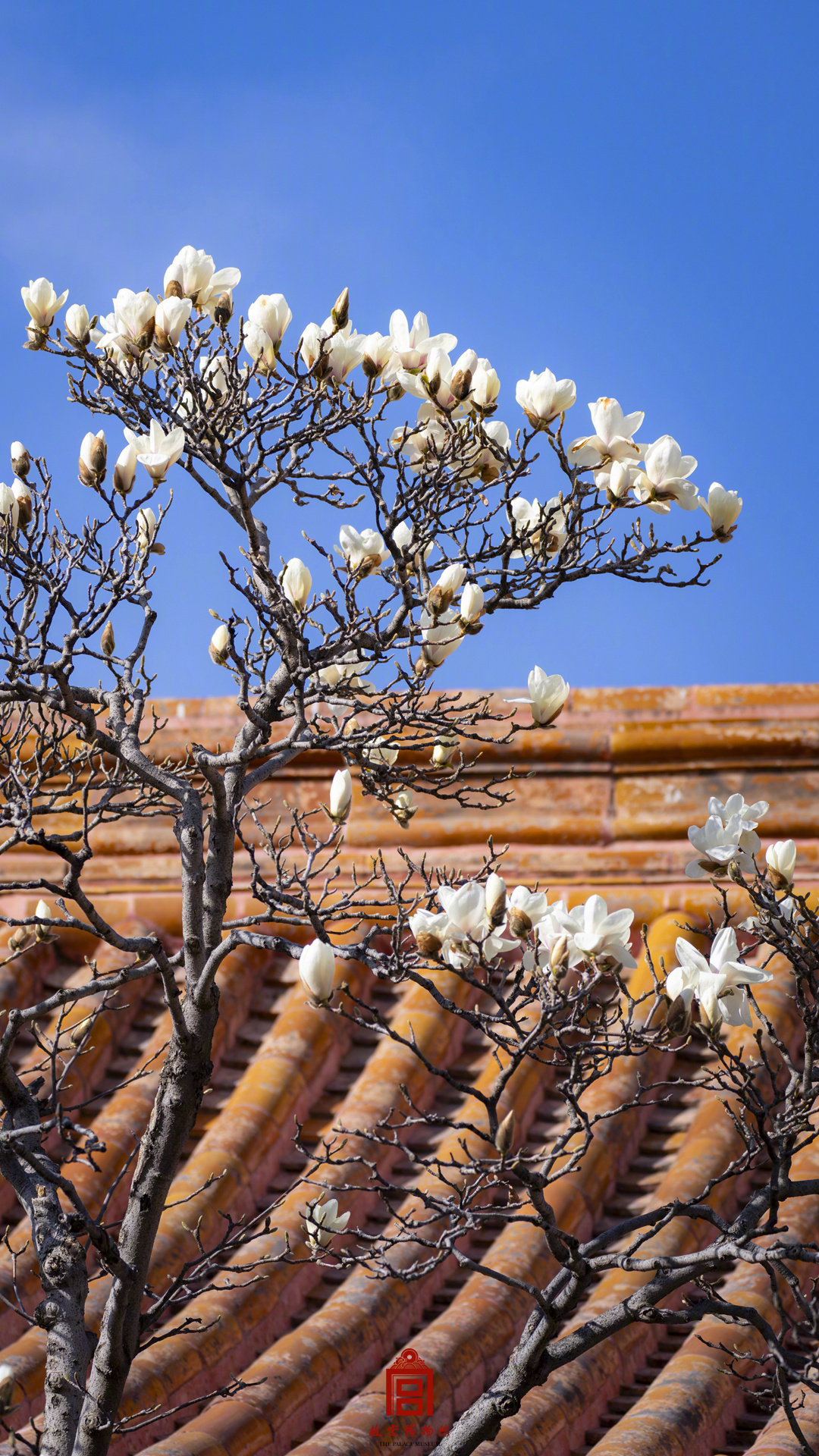 收藏壁纸！有一种美好叫故宫玉兰花开