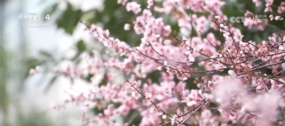 鲜花争艳催热“美丽经济” 多地赏花游带动“春日经济”欣欣向荣 鲜花争艳催热“美丽经济” 多地赏花游带动“春日经济”欣欣向荣