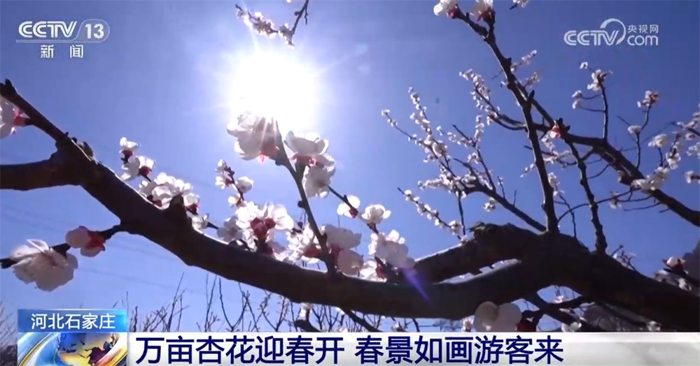 各地积极打造“赏花+”农文旅消费新场景 春日经济“花”样缤纷活力迸发 各地积极打造“赏花+”农文旅消费新场景 春日经济“花”样缤纷活力迸发
